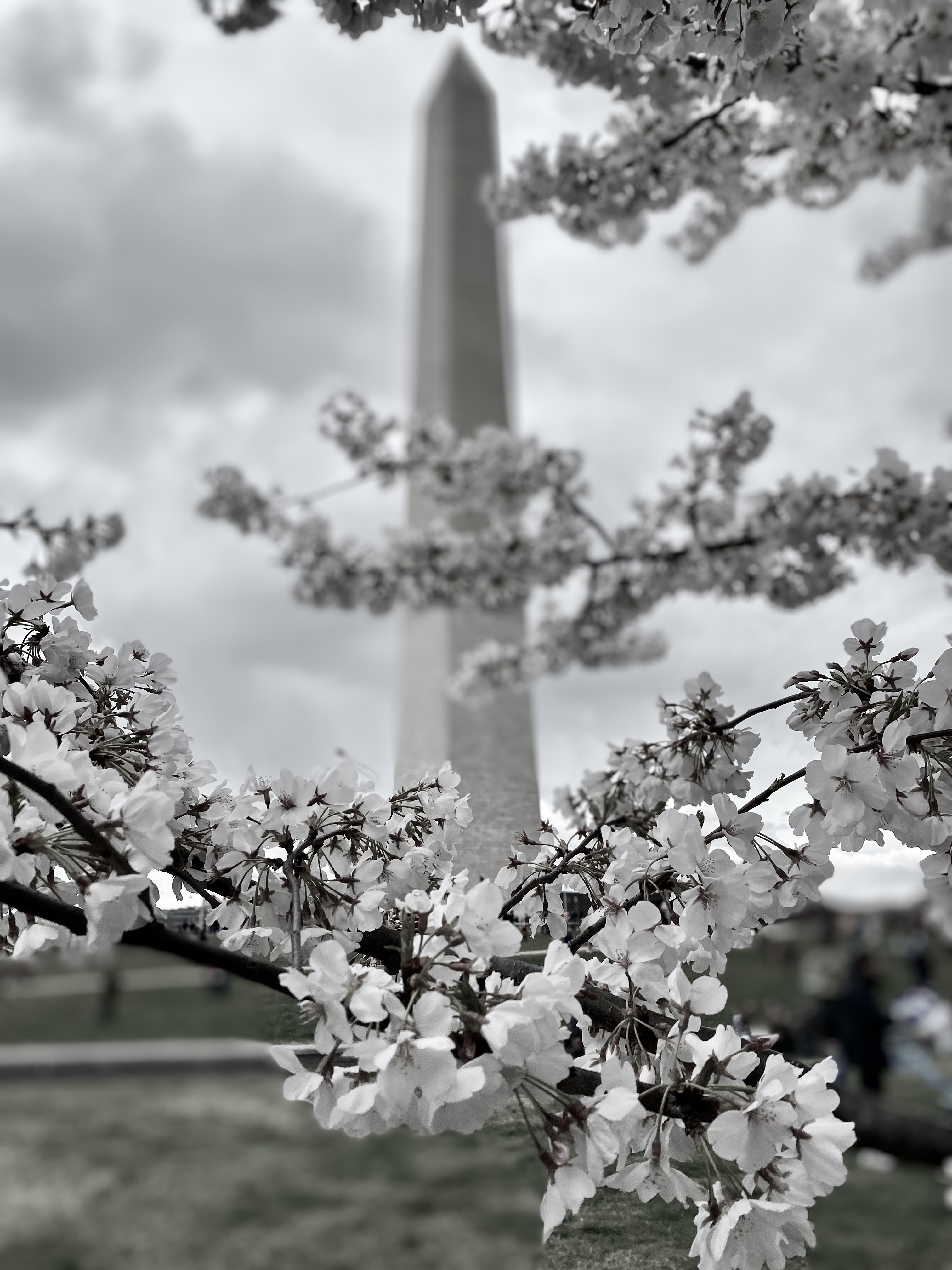 DC at Cherry Blossom